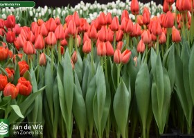 Tulipa Worlds Fire ® (2)